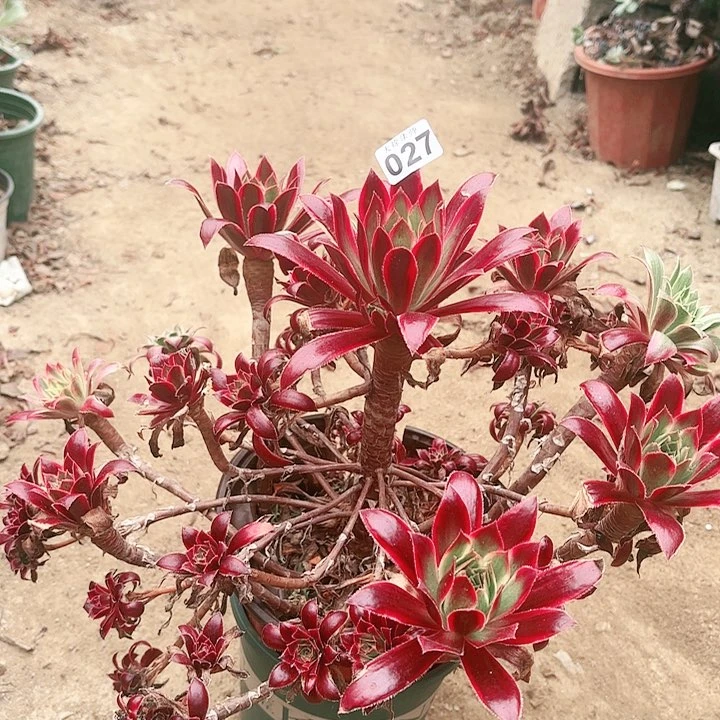 027惊鸿老桩法师有断枝