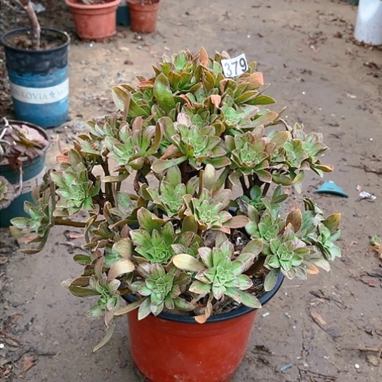 379圣诞节老桩法师