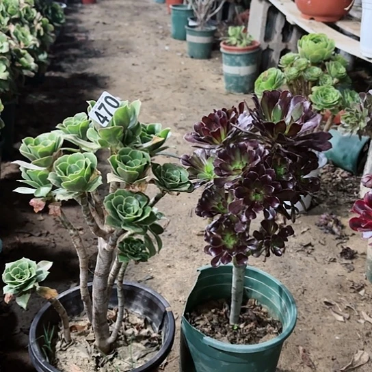 470香附老桩和黑法老桩