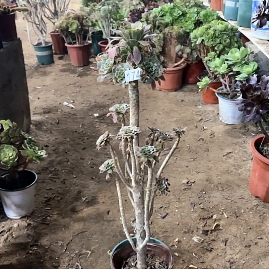 174绿法老桩法师有断枝