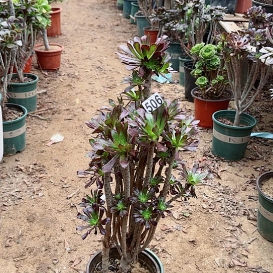 506黑法老桩法师