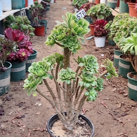 576绿法老桩法师