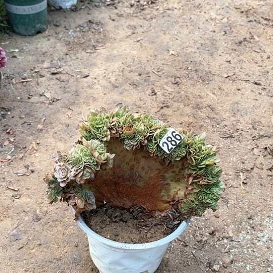 286万圣节缀老桩