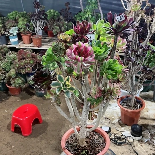 241嫁接老桩法师