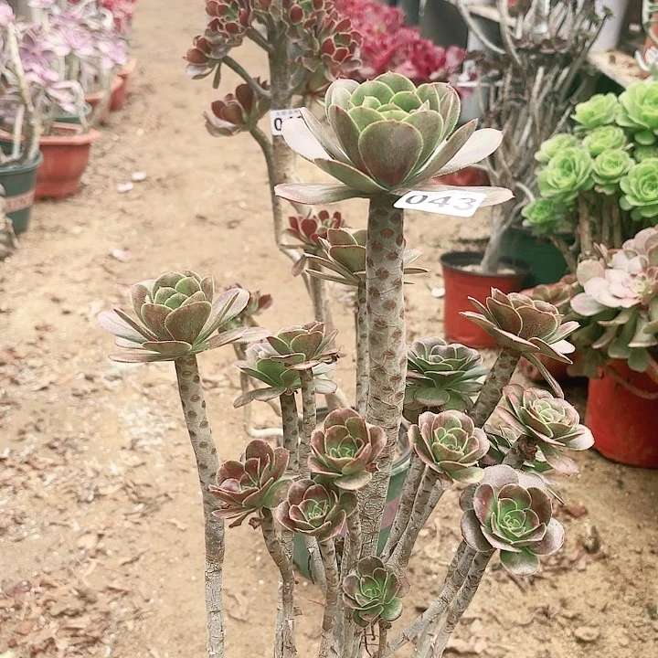 圆叶犹犹豫豫哟哟哟