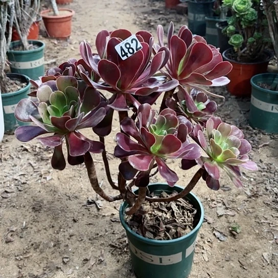 482欧紫老桩主头爆崽