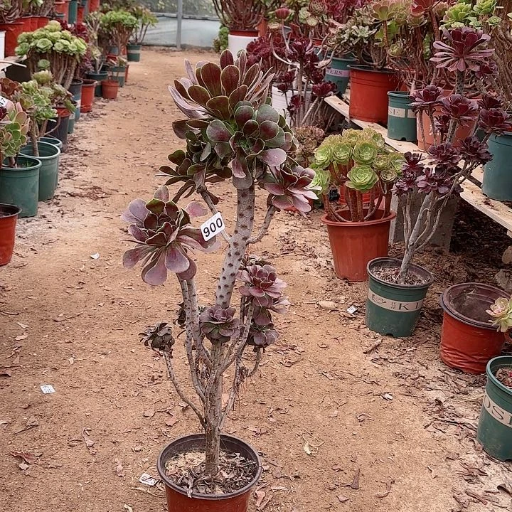 900灰原叶老桩法师