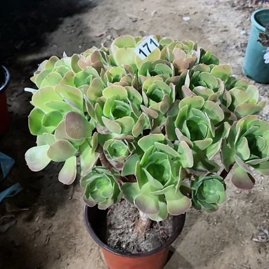 171韶羞玫瑰老桩妖精