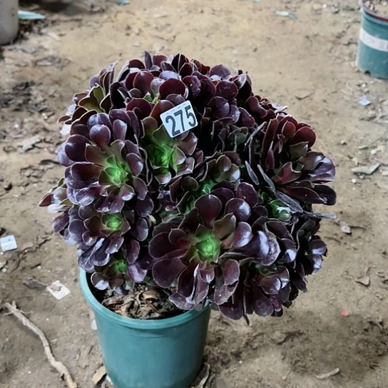 275欧紫老桩掐心爆崽