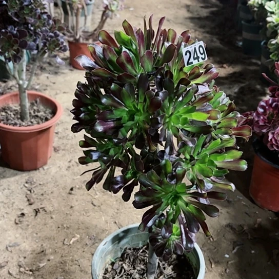 249黑法老桩法师