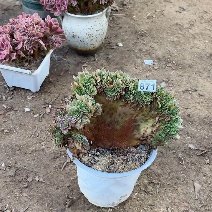 871万圣节缀老桩法师