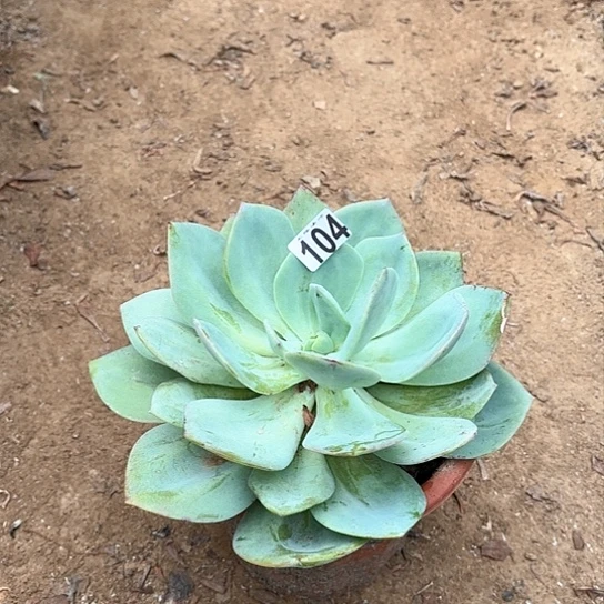 104白凤老桩多肉