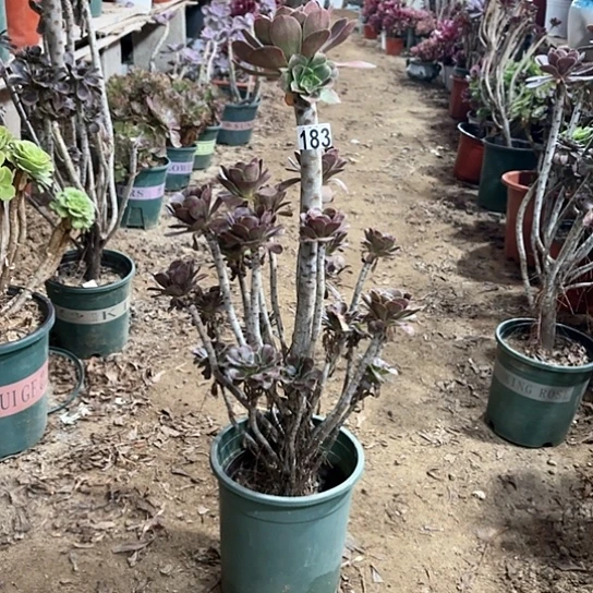 183灰原叶老桩法师