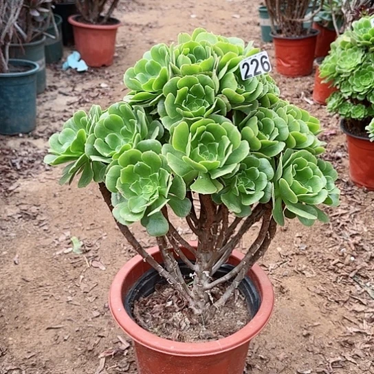 226绿羊绒老桩法师