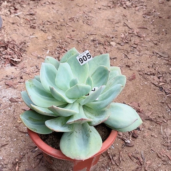 905白凤老桩多肉