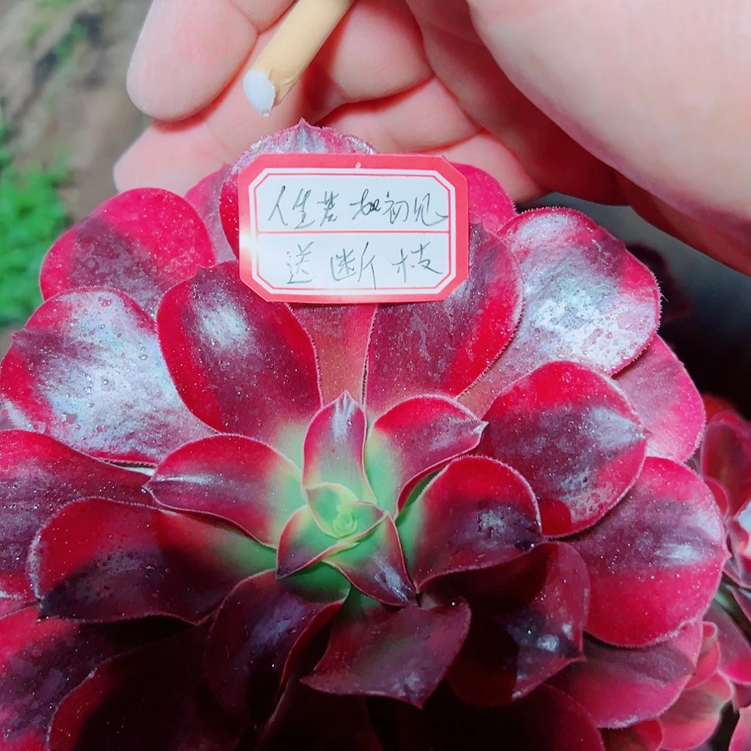 人生若只如初见多肉植物保护研究所