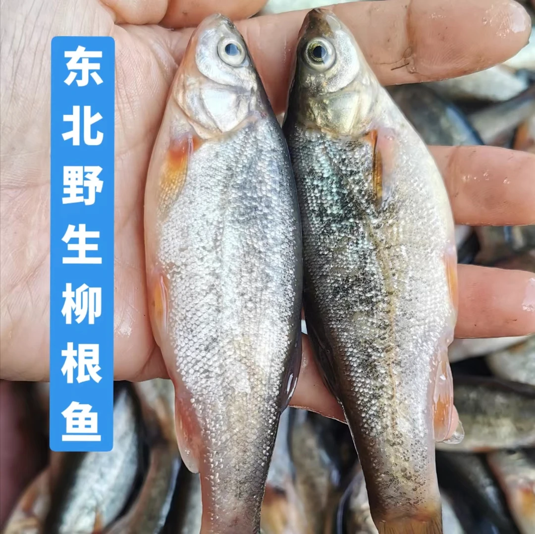 野生柳根鱼，中通快递，讷河产地直发