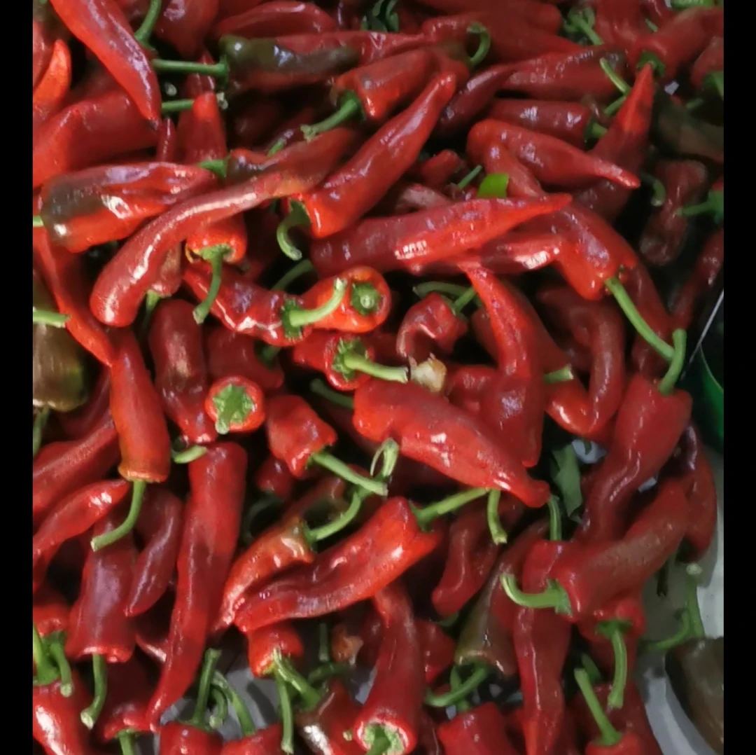 东北薄皮小红辣椒嘎嘎辣，一箱五斤，讷河发货