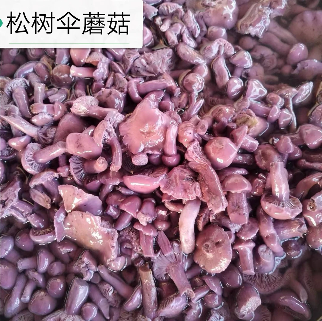 野生《松树伞蘑菇》焯好水咸蘑菇,泡三四个小时,泡淡之后在吃