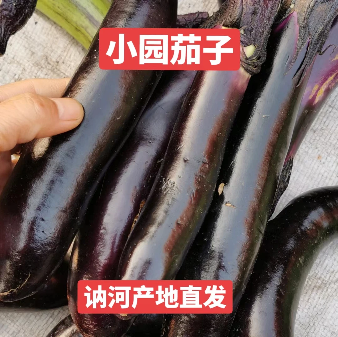 东北小园茄子，一箱五斤，讷河产地直发