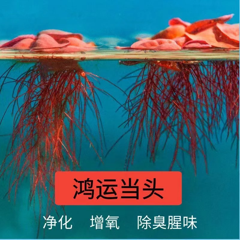 乌龟缸造景鱼缸花草装饰净化水质绿色红招财水草水培新鲜红毛丹