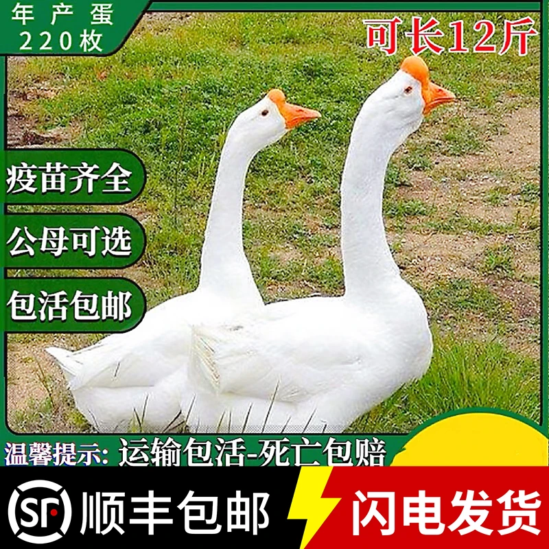 四季鹅苗高产蛋鹅苗肉鹅苗百子鹅包活到家【出壳防疫】大白鹅苗