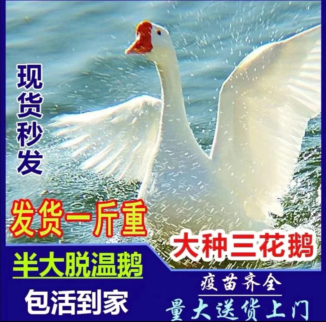 0.8-1.2斤脱温大三花鹅大白鹅包邮包活