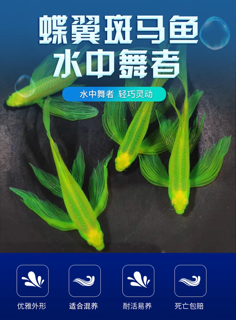 新手练手闯缸鱼翡翠 暗夜 蝶翼鱼种鱼小型耐活混养包活包损活体
