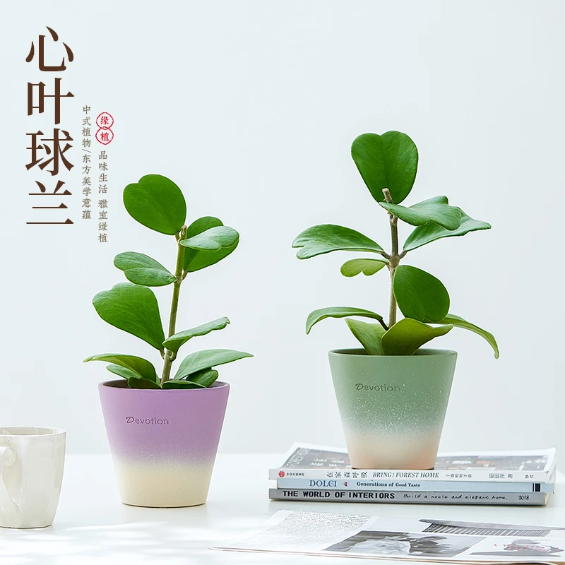 心叶球兰室内盆栽办公室桌面绿植懒人好养网红仙人掌多肉植物礼物