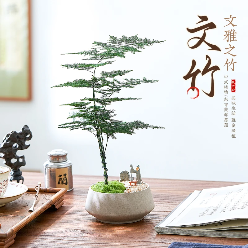 文竹盆栽植物室内好养活客厅茶桌摆件办公室桌面绿植云竹四季常青