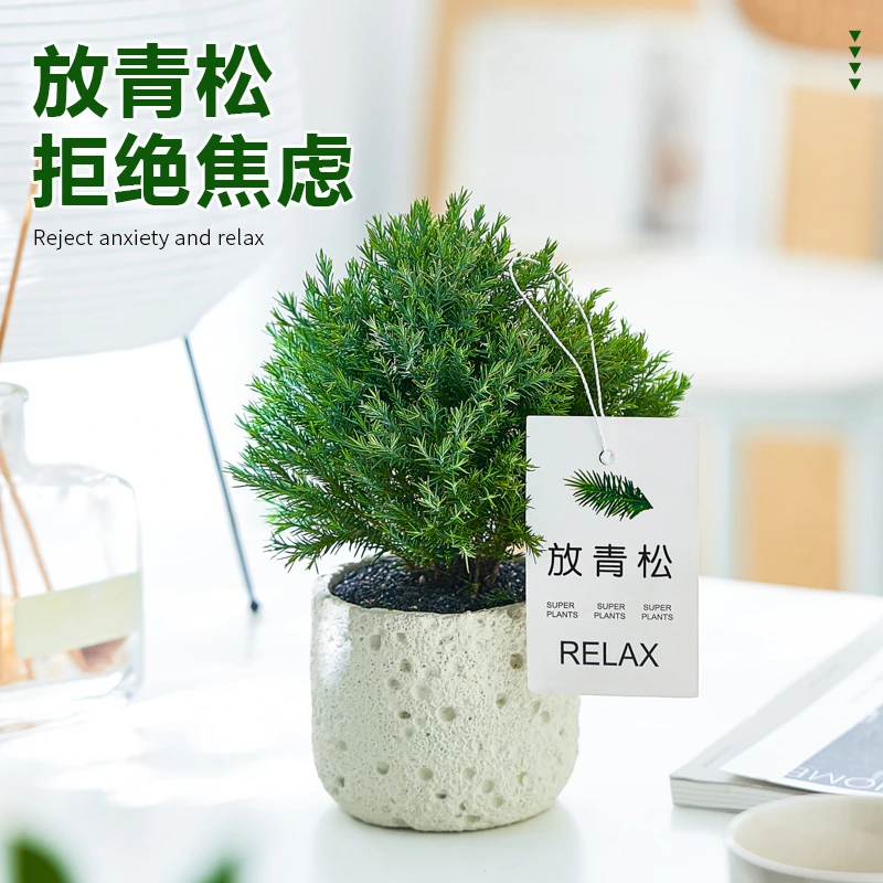 雾凇室内盆栽办公室桌面绿植净化空气四季常青好养活放青松小盆景