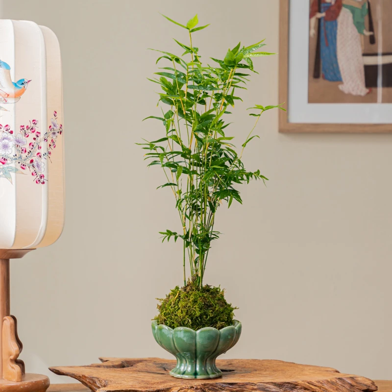 米竹水培苔藓球植物室内盆栽微观盆景凤尾竹观音竹观赏竹子小米竹