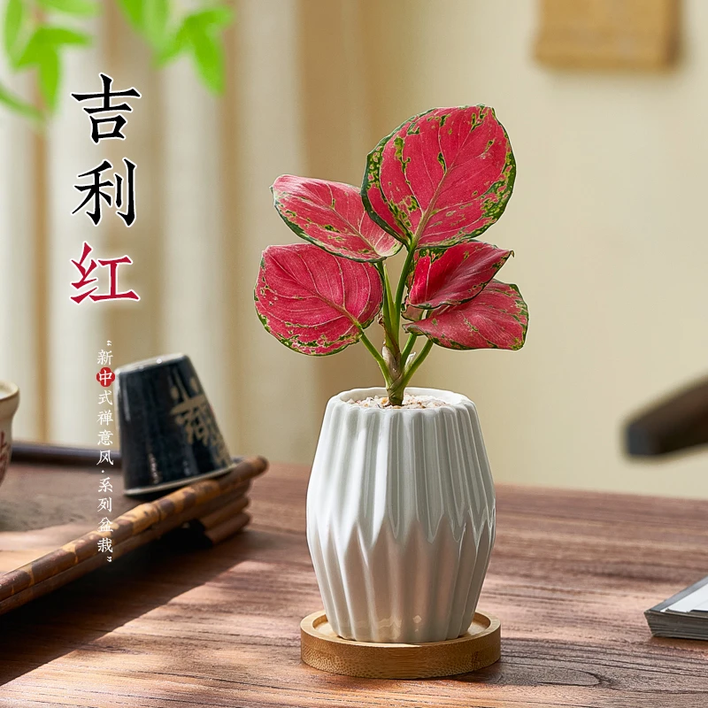 如意皇后吉利红盆栽植物室内桌面办公室花卉绿植摆件好养净化空气
