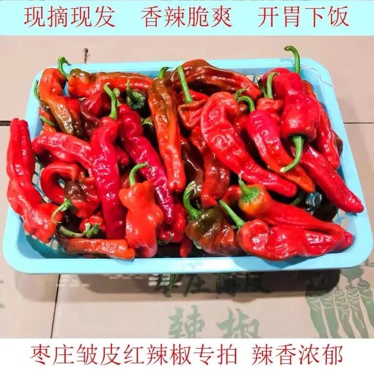 山东枣庄新鲜薄皮红辣椒皱皮螺丝特辣辣椒炒辣子鸡辣椒现摘现发