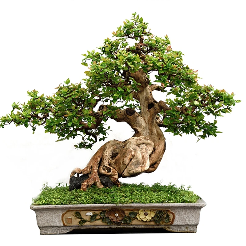 松柏类杂木类花卉类盆景 造型美观 品种齐全 一物一拍