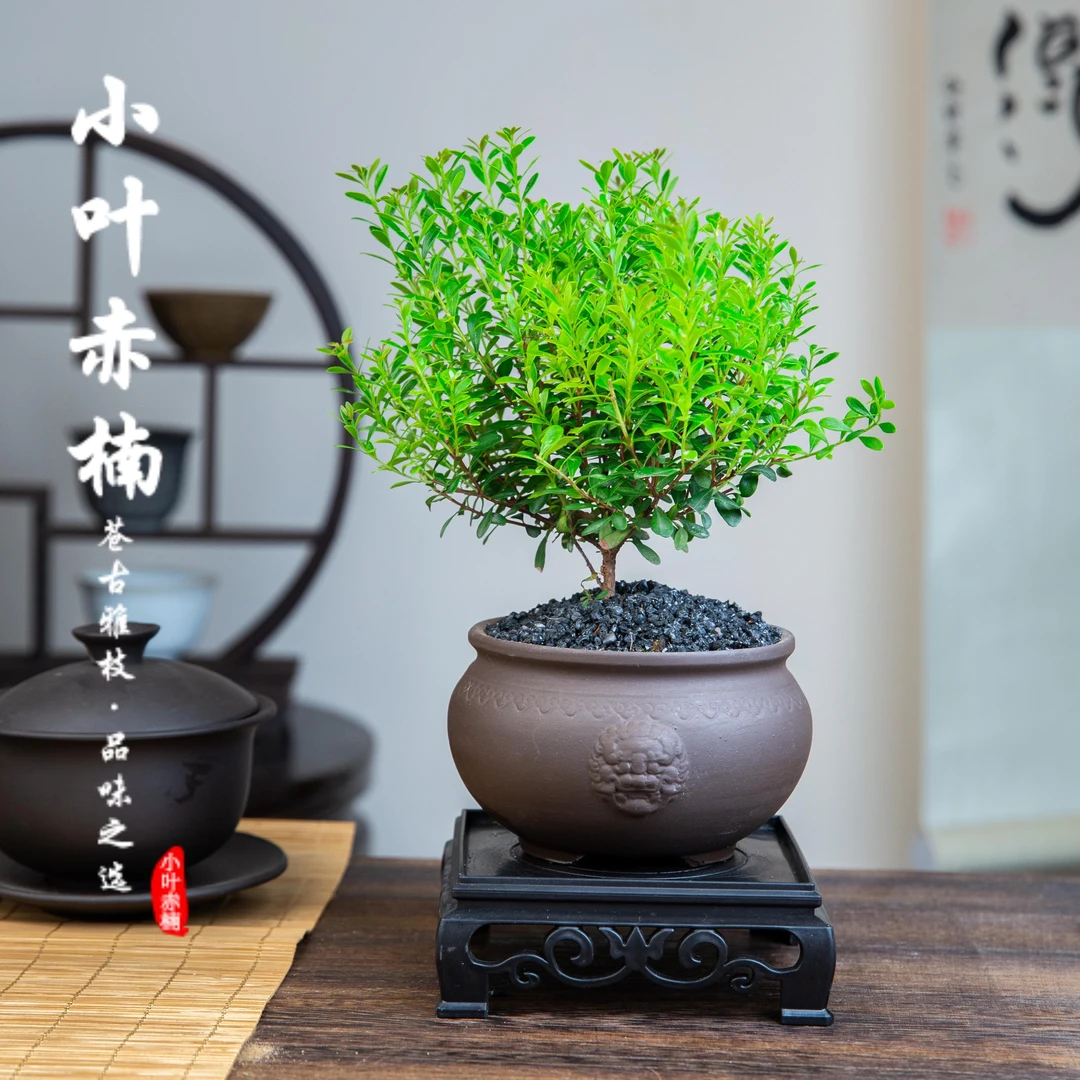 小叶赤楠盆景植物办公室内家居中式绿植花卉盆栽摆件xzy