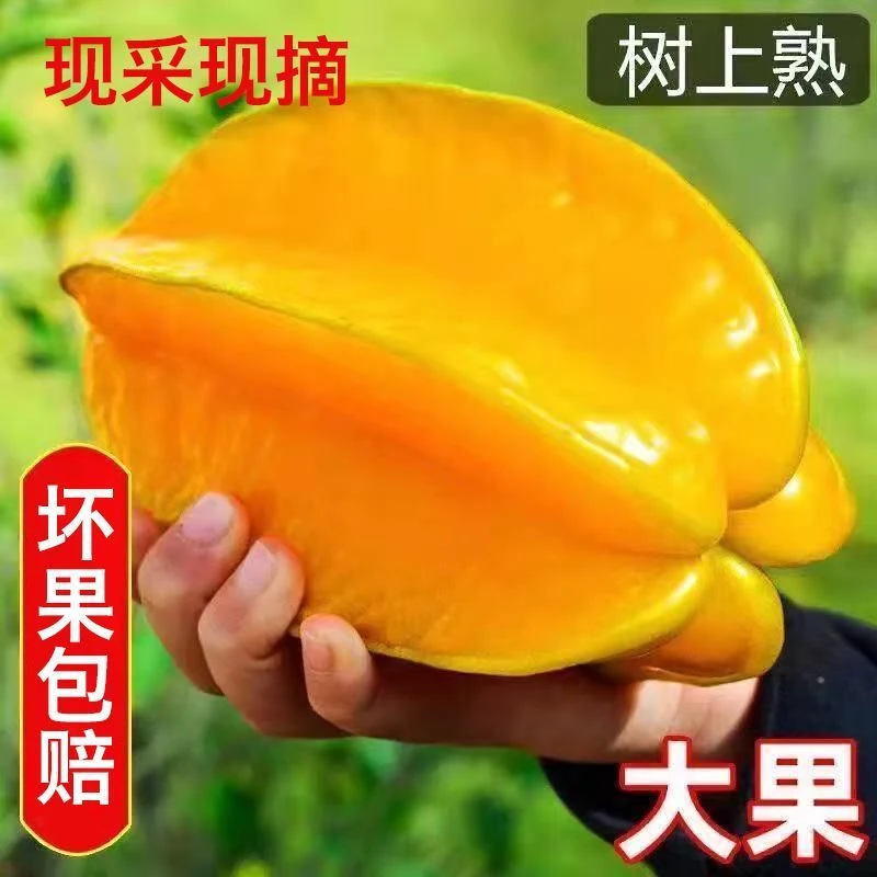 【现摘现发】甜杨桃水果杨桃新鲜批发降火清甜水果应季水果杨桃批