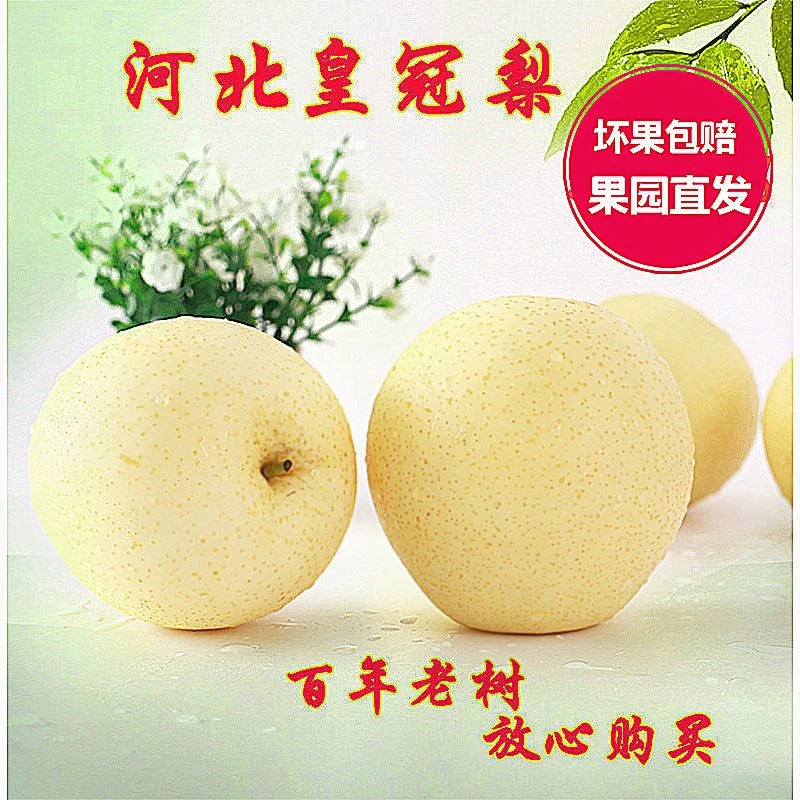 新鲜皇冠梨10斤现摘水果青梨子3斤5斤脆甜皇冠梨新鲜水果梨子