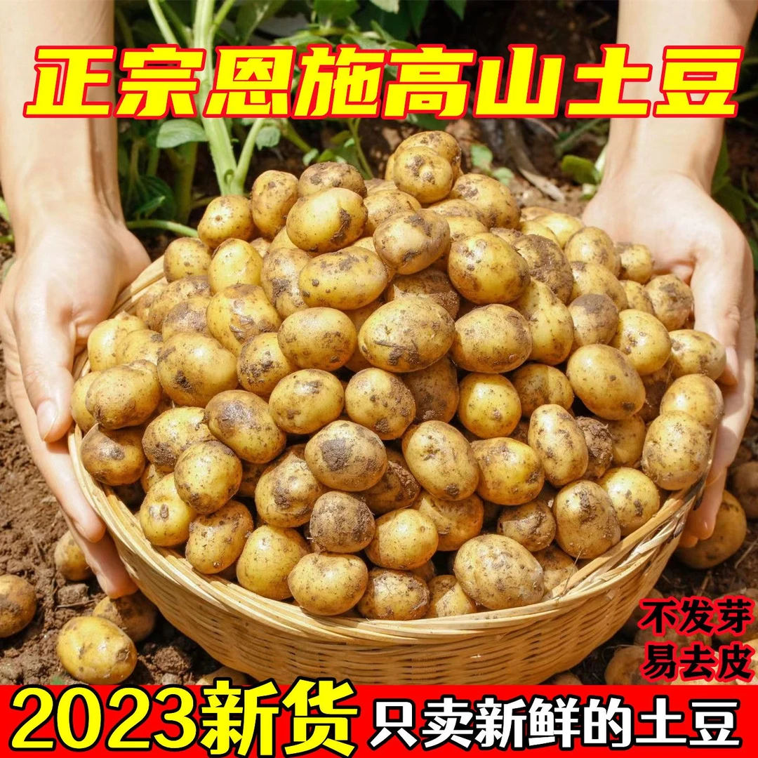 【健康蔬菜】湖北恩施富硒黄心小土豆新鲜迷你高山小洋芋马铃薯