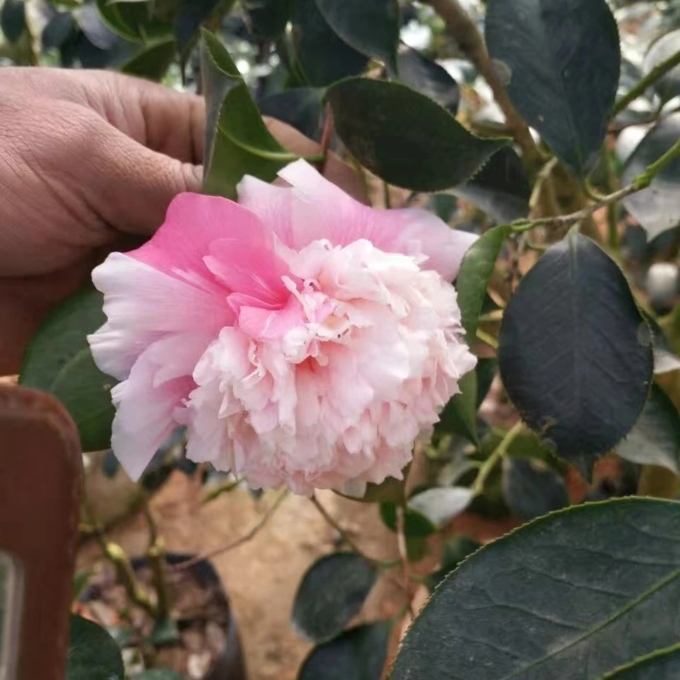 直播链接 原盆原土发货