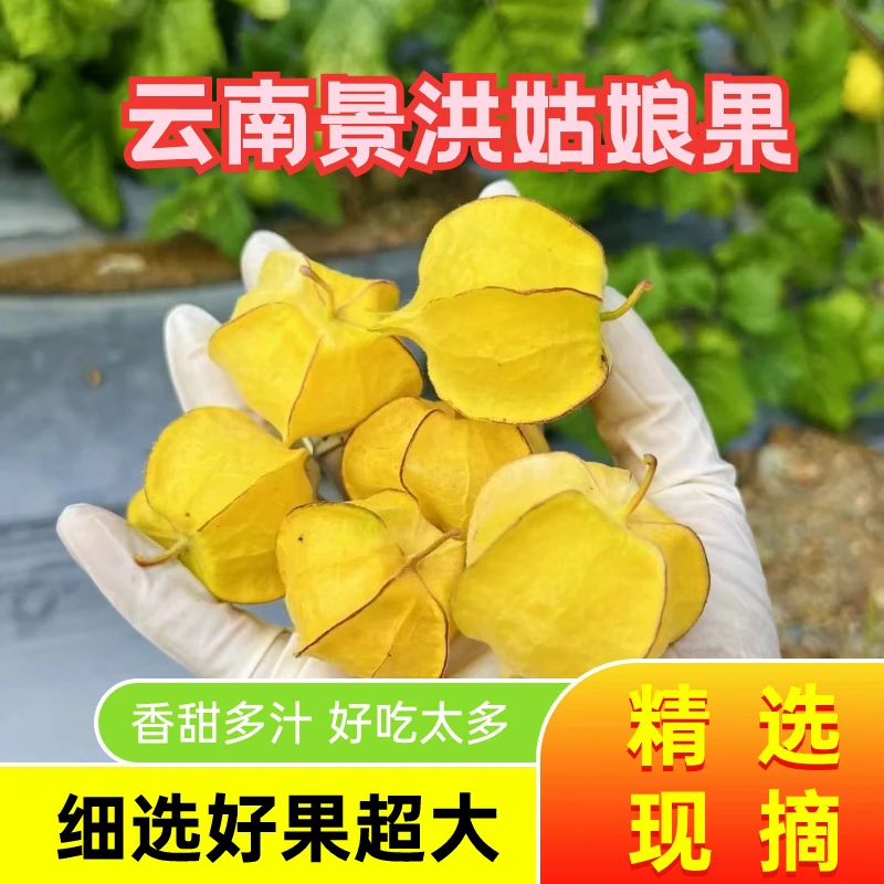 云南特产新鲜水果灯笼果姑娘果新鲜现摘现发1斤2斤4斤5斤装包邮