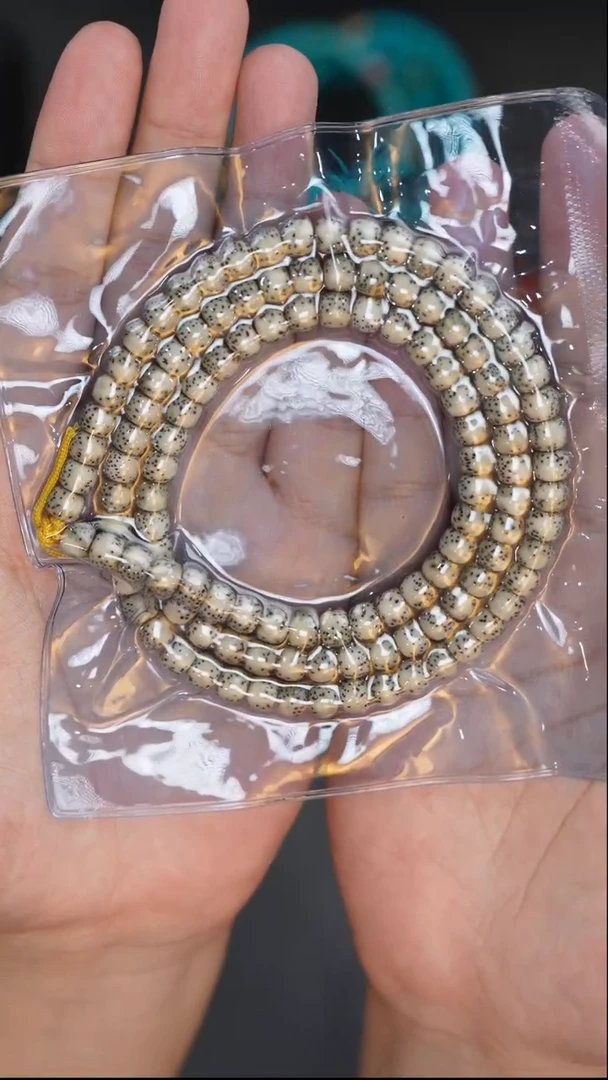 【闪购商品】星月菩提手串星月菩提手串