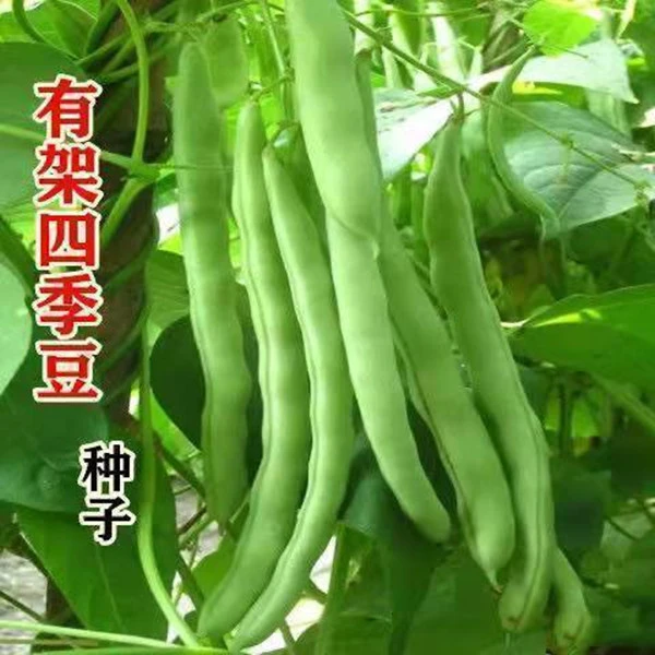 【全店满5包包邮】早熟四季豆种子高产耐热农家菜园阳台盆栽蔬菜种