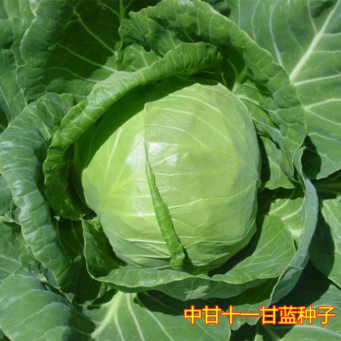 【满5包包邮】甘蓝种子京丰一号水果甘蓝籽春秋播种耐热耐高温蔬菜