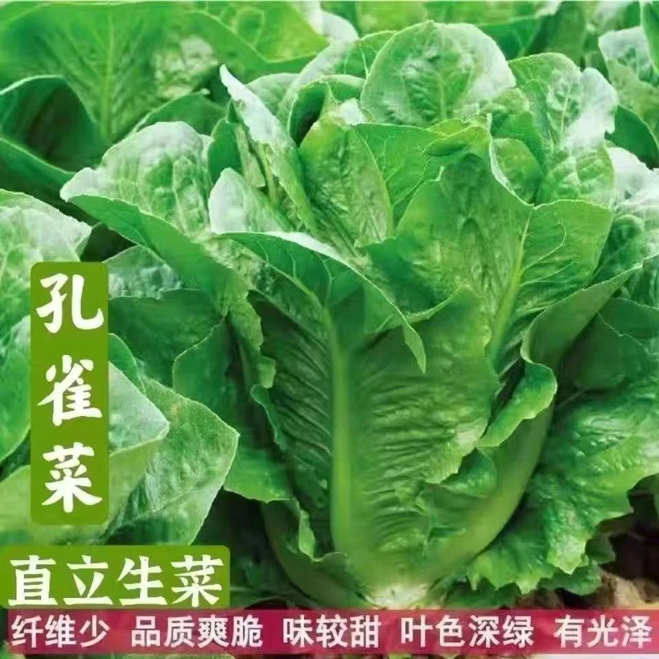 【全店满5包包邮】孔雀菜种子高产直立生菜阳台盆栽种植蔬菜种子