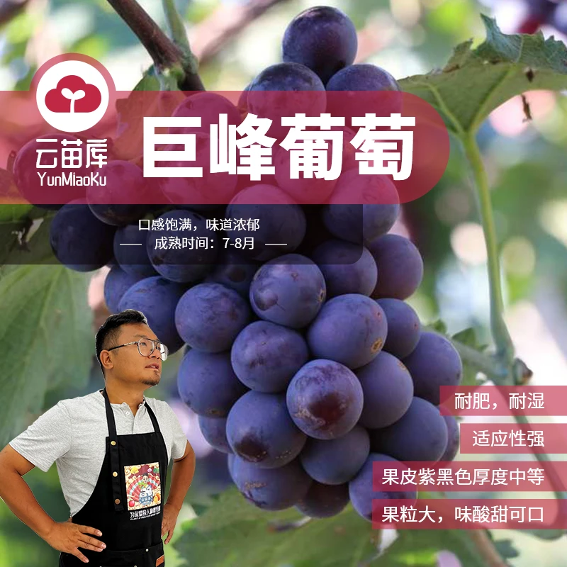 云苗库巨峰葡萄裸根苗南北方种植适合阳台盆栽地栽葡萄果树苗包邮