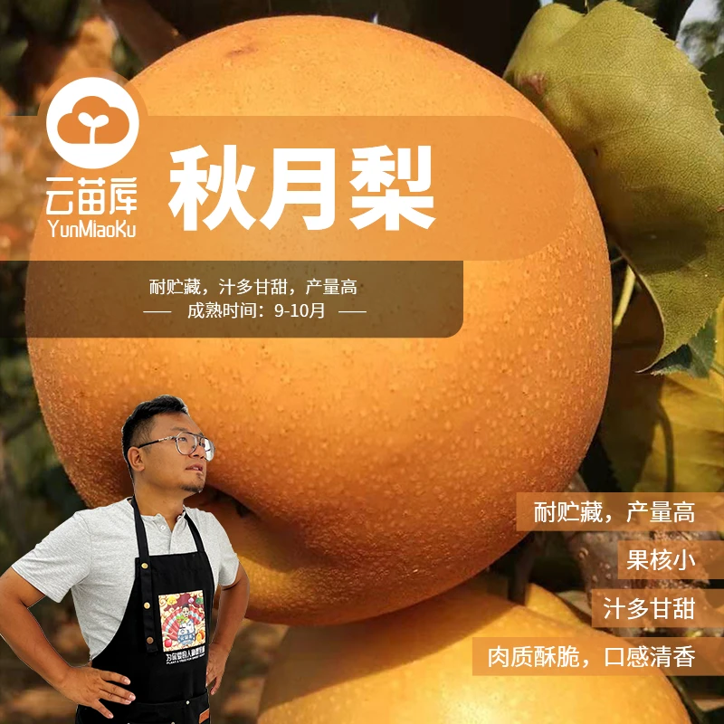 云苗库希哥推荐秋月梨裸根苗可阳台盆栽庭院种植湖南基地直发包邮