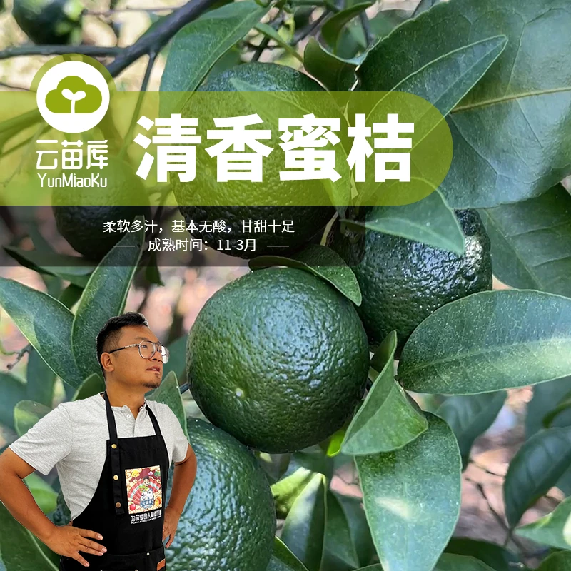 云苗库清香蜜桔容器苗柑橘果树苗嫁接苗带土带容器基地直发包邮