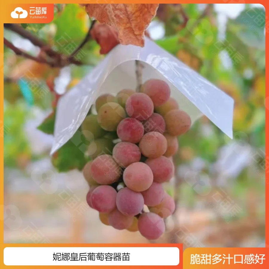 云苗库希哥推荐妮娜皇后葡萄树苗1加仑容器苗可地栽盆栽阳台庭院