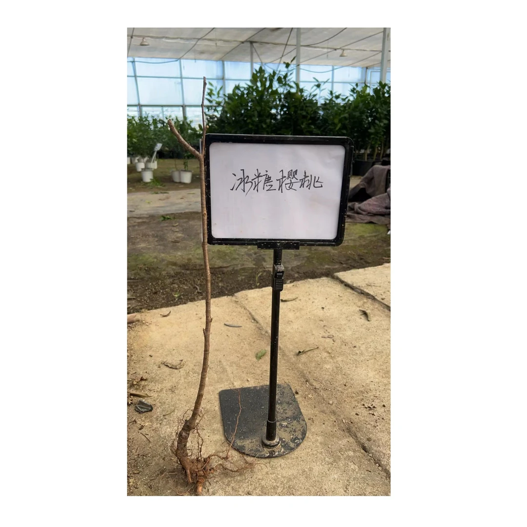 云苗库希哥推荐冰糖樱桃裸根苗樱桃果树苗阳台庭院种植新手友好